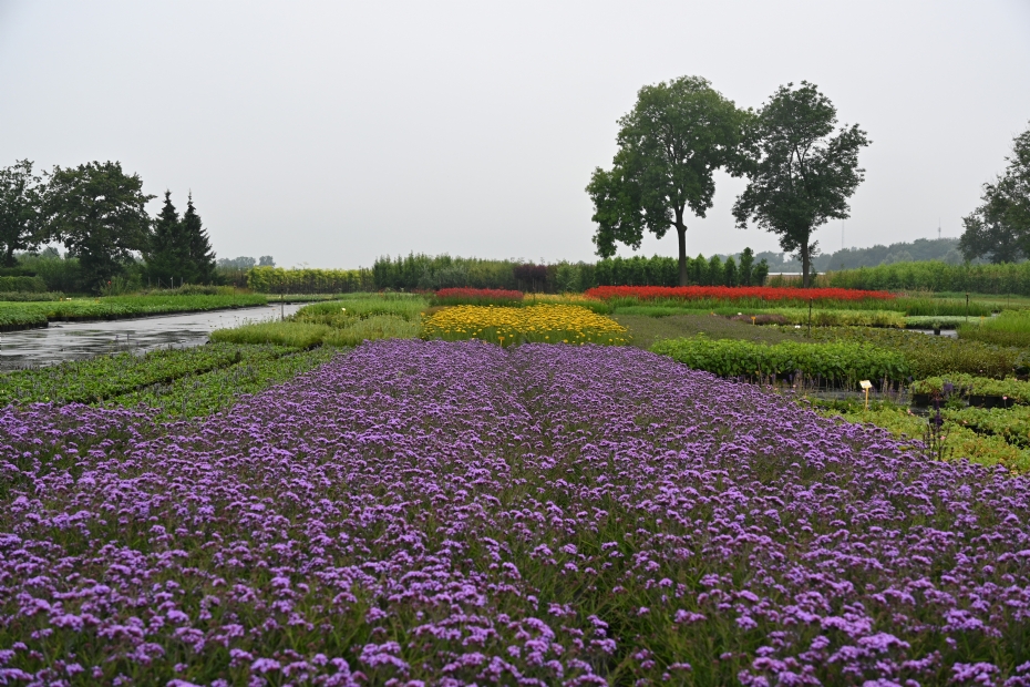 Met Verbena bonariensis ‘Lollipop’ kleurt het veld intens paars