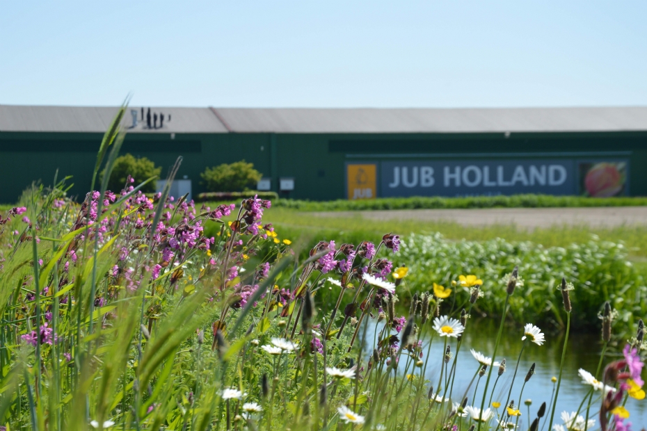 Bloeiende slootkanten bij JUB (credit: JUB Holland) Bloeiende slootkanten bij JUB (credit: JUB Holland)