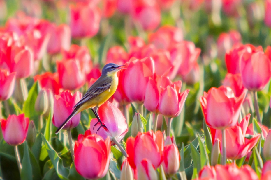Gele kwikstaart in bollenvelden JUB Holland Gele kwikstaart in bollenvelden JUB Holland