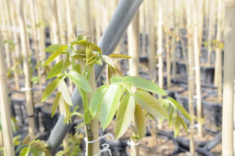 Juglans regia Juglans regia