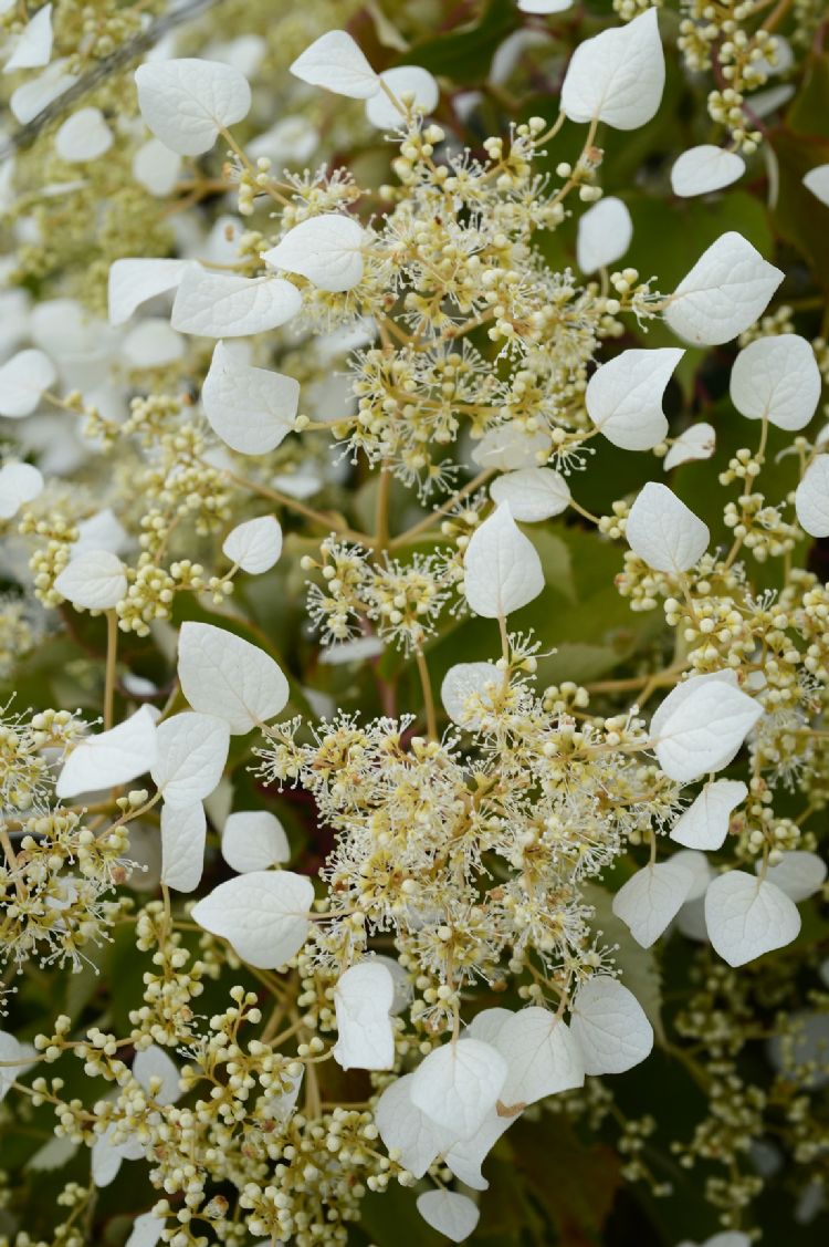 Schizophragma hydrangeoides 'Minsnow3' (Snow Sensation) Schizophragma hydrangeoides 'Minsnow3' (Snow Sensation)