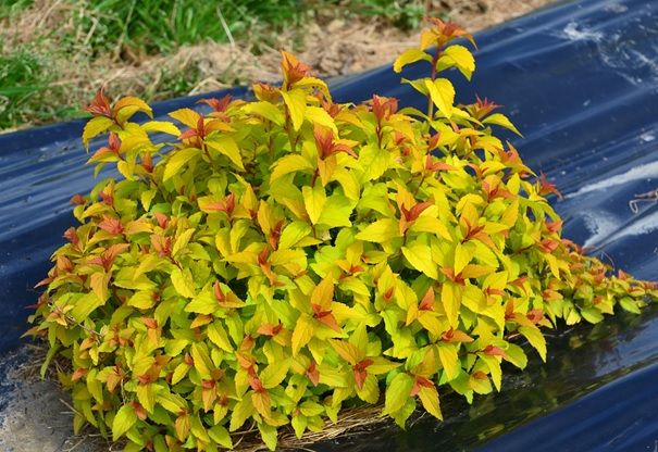 Spirea japonica 'DAVCOP04' (Merlo Gold) Spirea japonica 'DAVCOP04' (Merlo Gold)