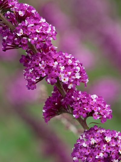 Buddleja High Five Purple