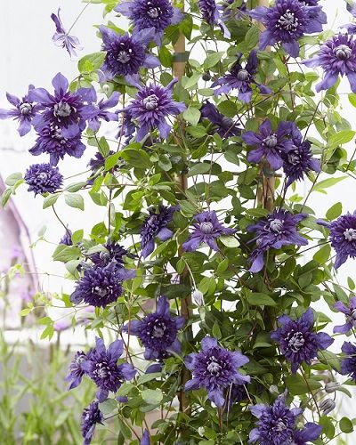Clematis Kokonoe