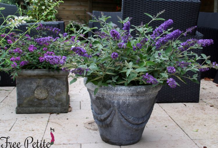 Buddleja Free Petite® - Blue Heaven Buddleja Free Petite® - Blue Heaven
