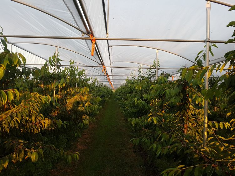 De overkapping is dicht, de verticale begaasde zijden van de kappen zorgen voor een goede doorluchting. De overkapping is dicht, de verticale begaasde zijden van de kappen zorgen voor een goede doorluchting.