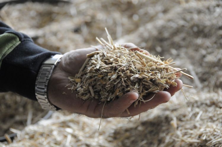 Miscanthus als afdekmateriaal Miscanthus als afdekmateriaal