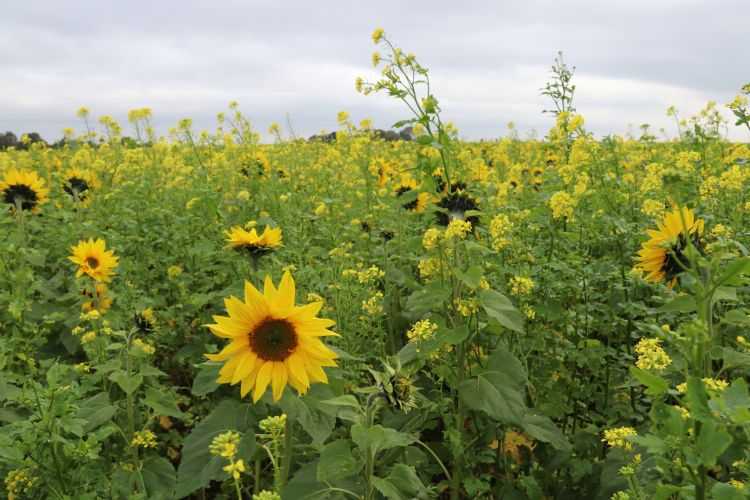Groenbemestermengsel LG Orgamax Groenbemestermengsel LG Orgamax
