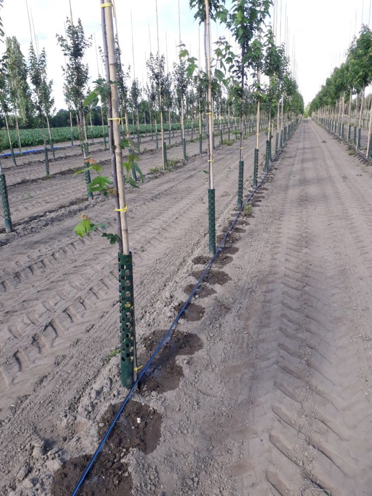 Druppelirrigatie zorgt in het algemeen voor de teelt van een gezondere plant. Bron: Van den Berk Boomkwekerijen