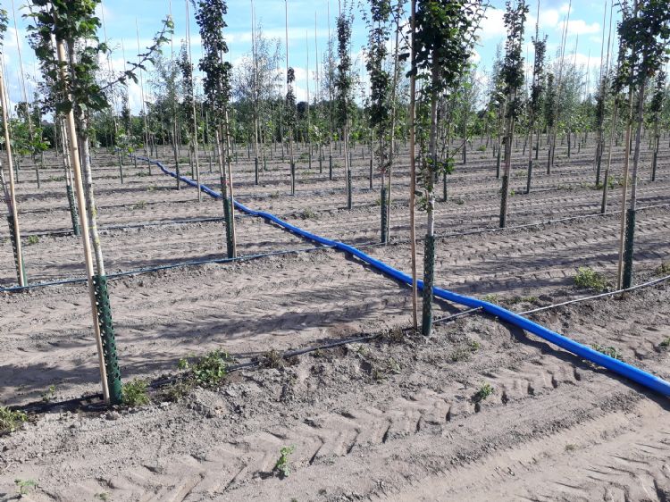 Kwekers zoeken steeds meer naar plaatsspecifieke bewatering. Bron: Van den Berk Boomkwekerijen