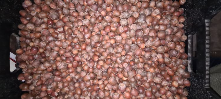 Quercus rubra-zaden Quercus rubra-zaden