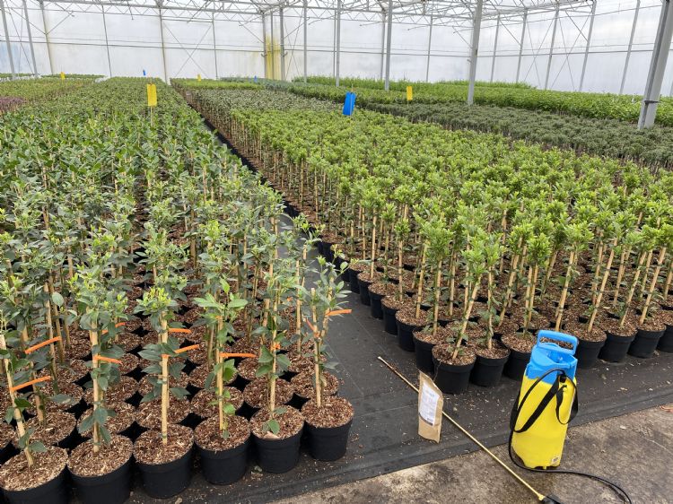 Demo inzet van Mycordip Universeel, voor het testen van mycorrhiza in containerteelt Demo inzet van Mycordip Universeel, voor het testen van mycorrhiza in containerteelt