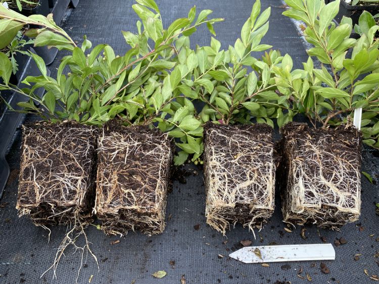 Lagerstroemia. Links onbehandeld, rechts geïnjecteerd met mycorrhiza Lagerstroemia. Links onbehandeld, rechts geïnjecteerd met mycorrhiza