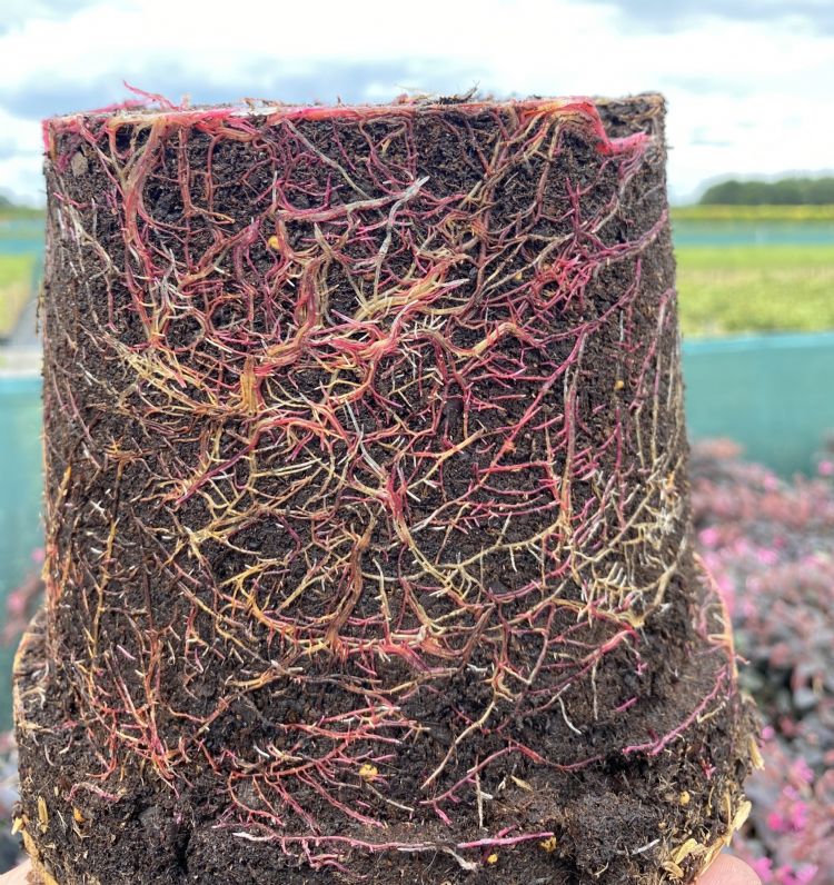 Loropetalum, geïnjecteerd met mycorrhiza Loropetalum, geïnjecteerd met mycorrhiza