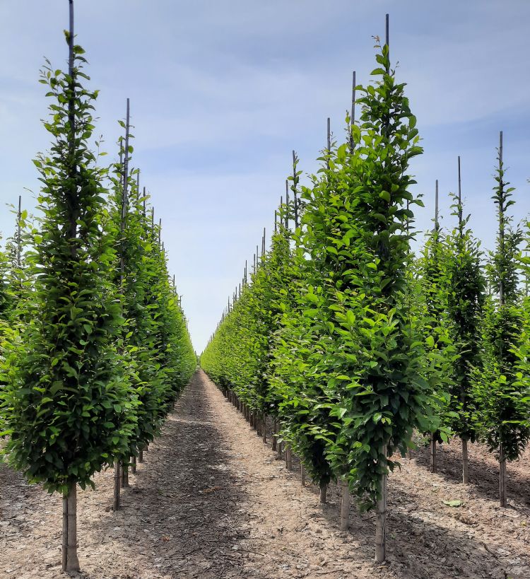 <i>Carpinus</i> 'Fastigiata' (G&M) <i>Carpinus</i> 'Fastigiata' (G&M)