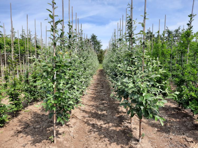 <i>Sorbus</i> (G&M) <i>Sorbus</i> (G&M)