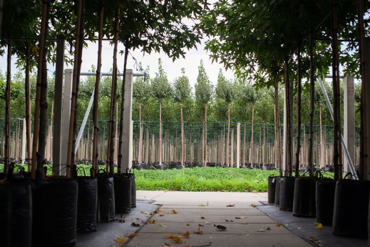 Laanbomen bij Gebroeders Van Eldik Laanbomen bij Gebroeders Van Eldik