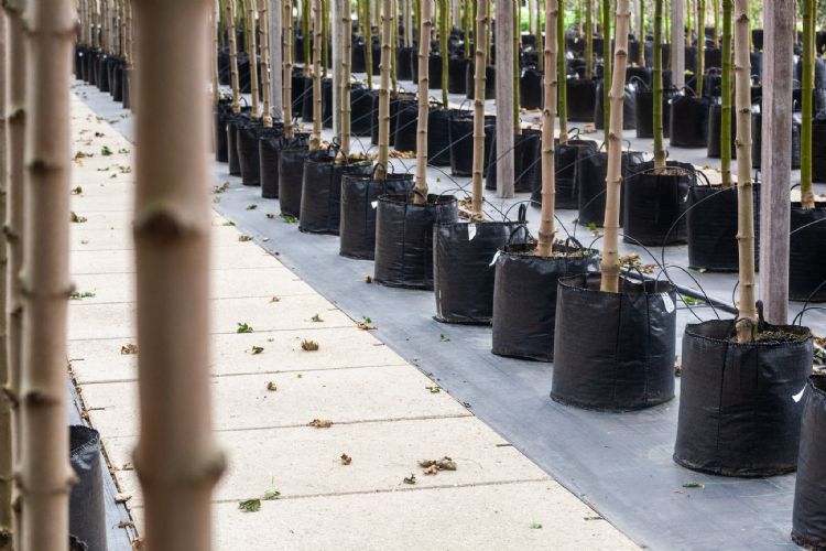 Laanbomen gedijen goed op Jiffy-substraat Laanbomen gedijen goed op Jiffy-substraat