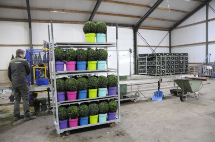 Order met Buxus klaarmaken voor Ierse supermarkt