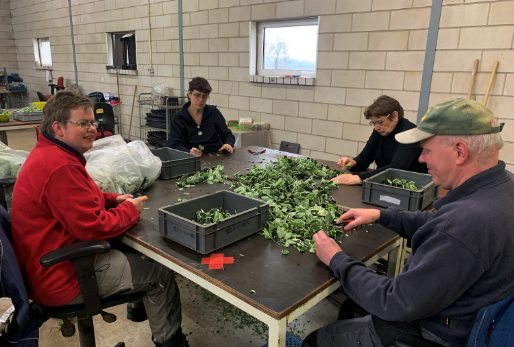 Stekactiviteiten bij kweker Frank Strijbos Stekactiviteiten bij kweker Frank Strijbos