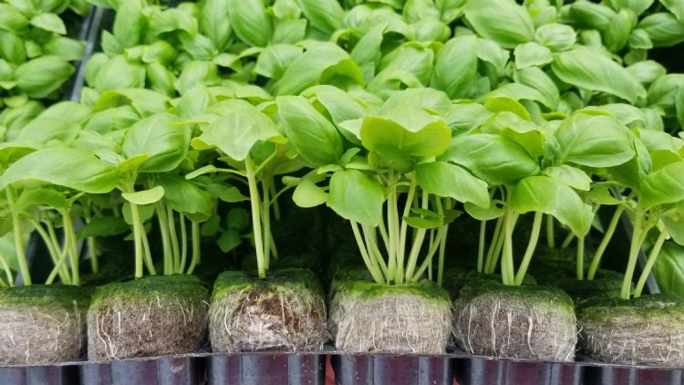 Jiffy Pellet in PLA-netten Jiffy Pellet in PLA-netten