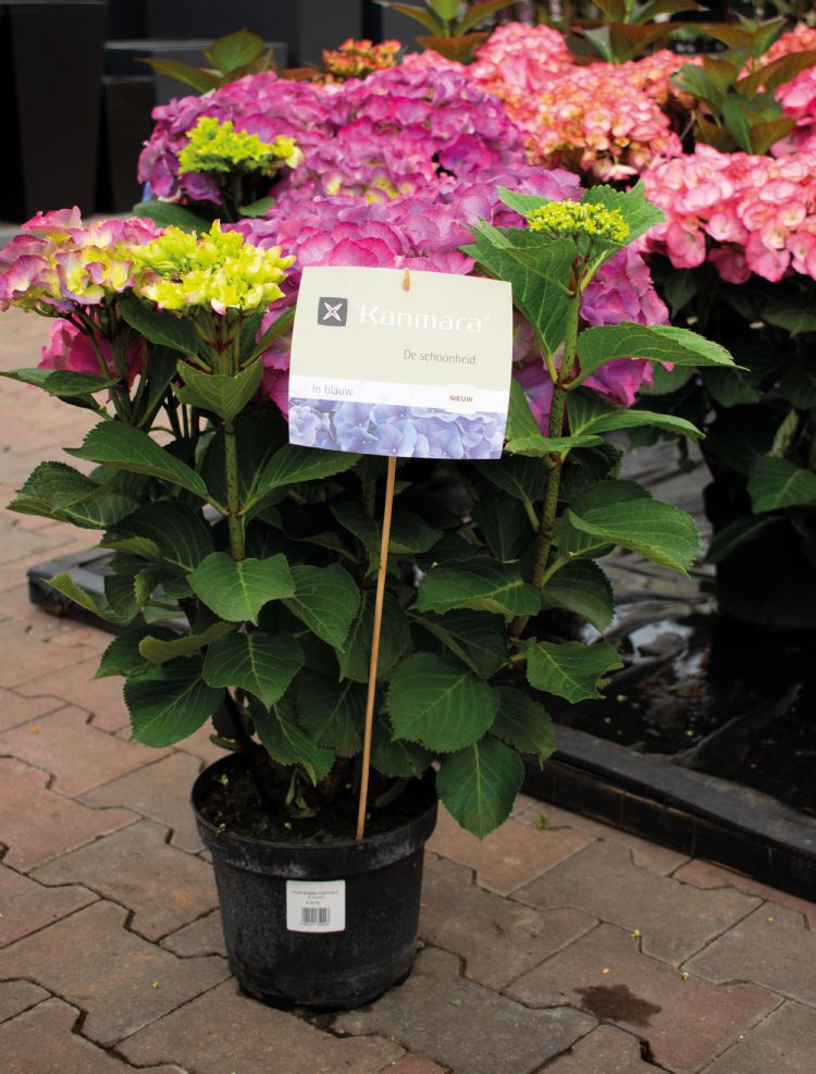 90 cm Bambini in Hydrangea 90 cm Bambini in Hydrangea