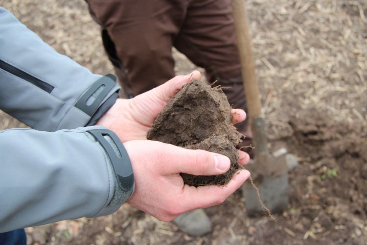 De voedzame bodem van Liwardi De voedzame bodem van Liwardi