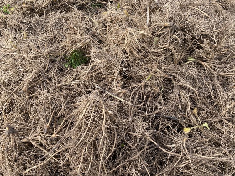 Goede wortelkwaliteit waarbij gebruik is gemaakt van Mycorrhiza, TerraPulse, OPF granulaat