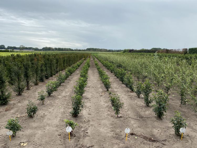 Plantgoed dat in de basis al is behandeld met mycorrhiza behoudt duidelijk voorsprong