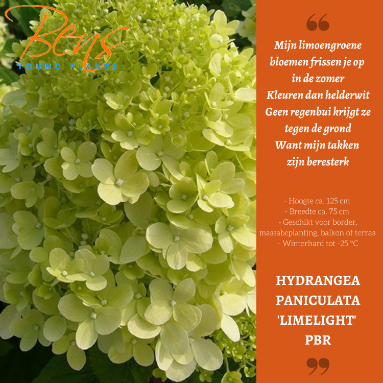 <i>Hydrangea paniculata</i> 'Limelight' (PBR) <i>Hydrangea paniculata</i> 'Limelight' (PBR)