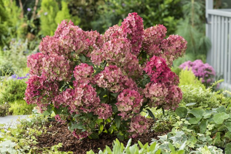 <i>Hydrangea paniculata</i> COUSTAR02 ('Petite Star') <i>Hydrangea paniculata</i> COUSTAR02 ('Petite Star')