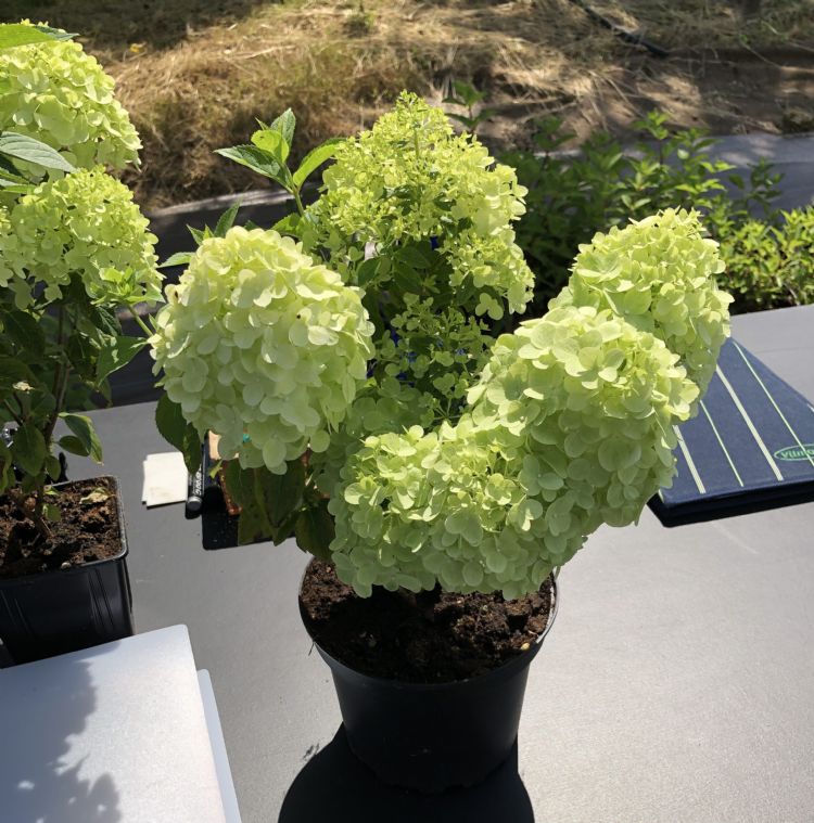 <i>Hydrangea paniculata</i> COUHARIE 'Petite Cherry' PBR <i>Hydrangea paniculata</i> COUHARIE 'Petite Cherry' PBR