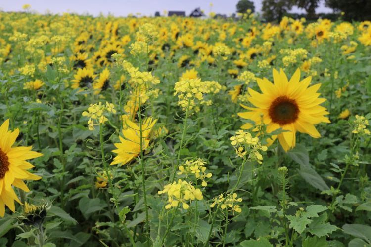 Groenbemestermengsel LG Orgamax