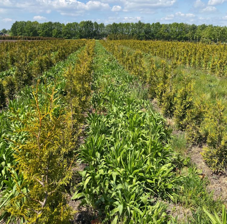 LG Graslandkruiden tussen de coniferen van kwekerij Vreugdenhil in Eldersloo