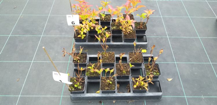 Foto: Syngenta Foto: Syngenta