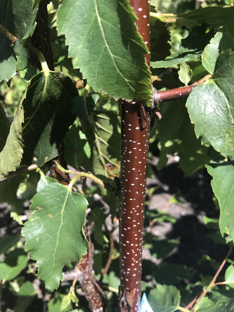 De<i>Betula albosinensis</i> 'Cacao' (pbr) heeft hierbij een zeer donkere bastkleur (al op jonge leeftijd)