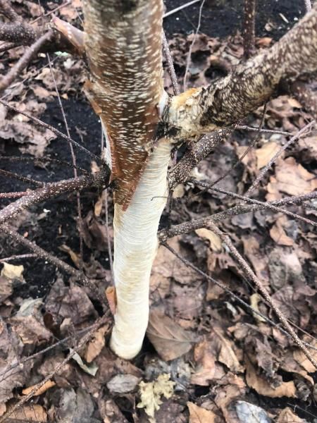 De<i>Betula ermanii</i> 'White Chocolate' (pbr) heeft al op jonge leeftijd een witte bastkleur en spectaculaire herfstkleuren.