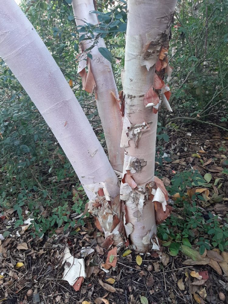De <i>Betula albosinensis</i> 'Ruby Chocolate' (pbr) heeft een bijzondere roze bastkleur.