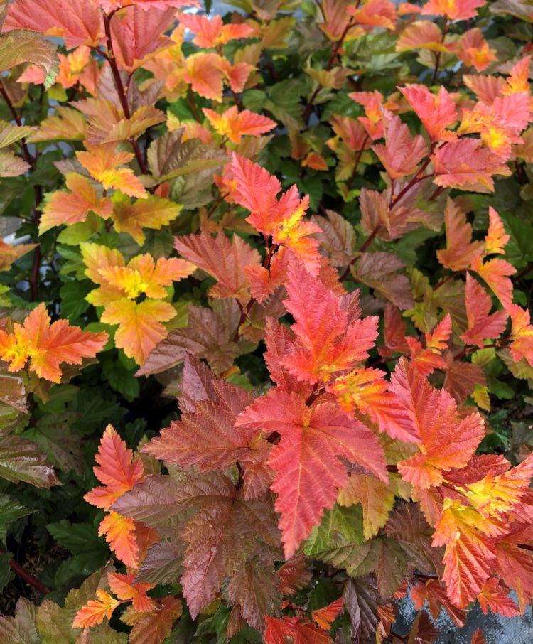 Physocarpus o. Magic Ball