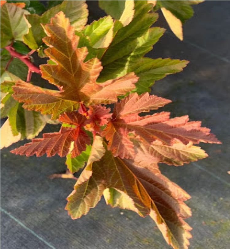 Physocarpus 'Little Leena'.  Little Leena is een compacte Physocarpus die ongeveer 1 tot 1,5 meter hoog wordt