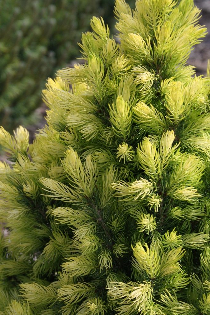 <i>Picea glauca</i> 'Double Celebration'