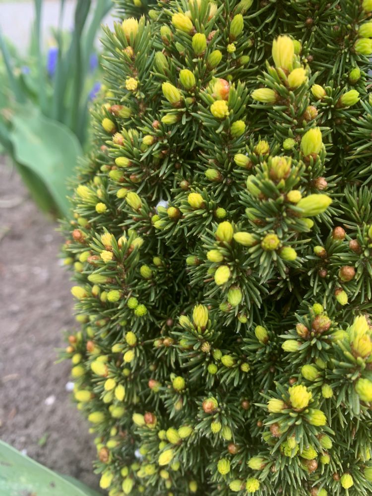 Picea glauca 'Miss Solar'