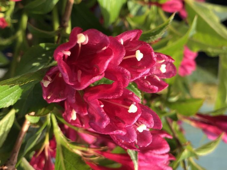 #P Weigela Big Love