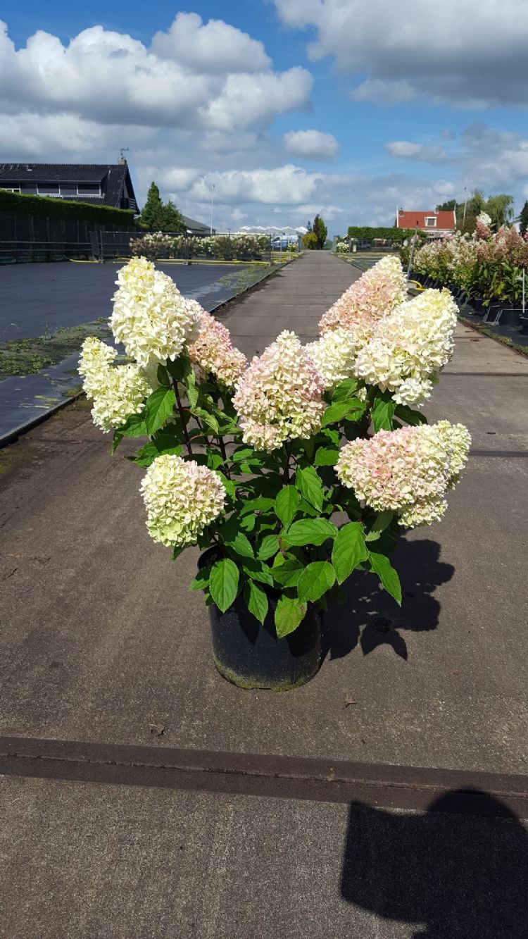 <i>Hydrangea paniculata</i> 'Little Fresco'