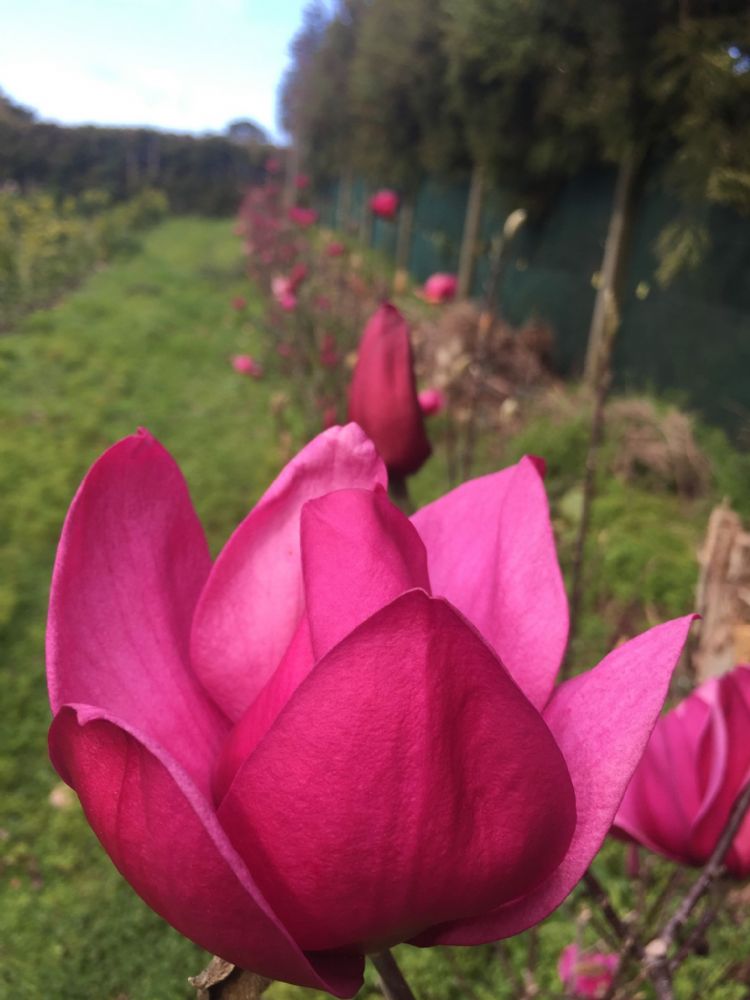 <i>Magnolia</i> 'Pink Pyramid'