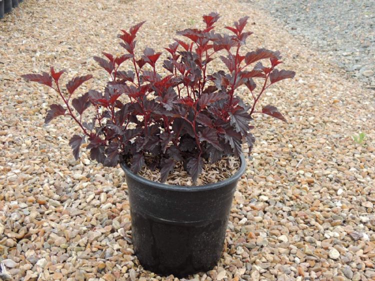 <i>Physocarpus</i> 'All Black'