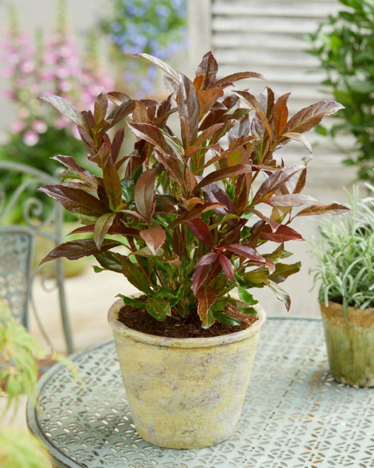 Viburnum opulus Coppertop