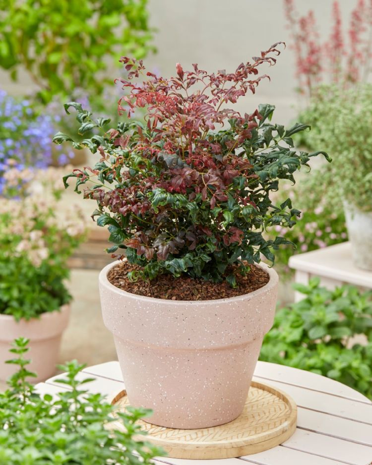 Nandina Curly Obsessed