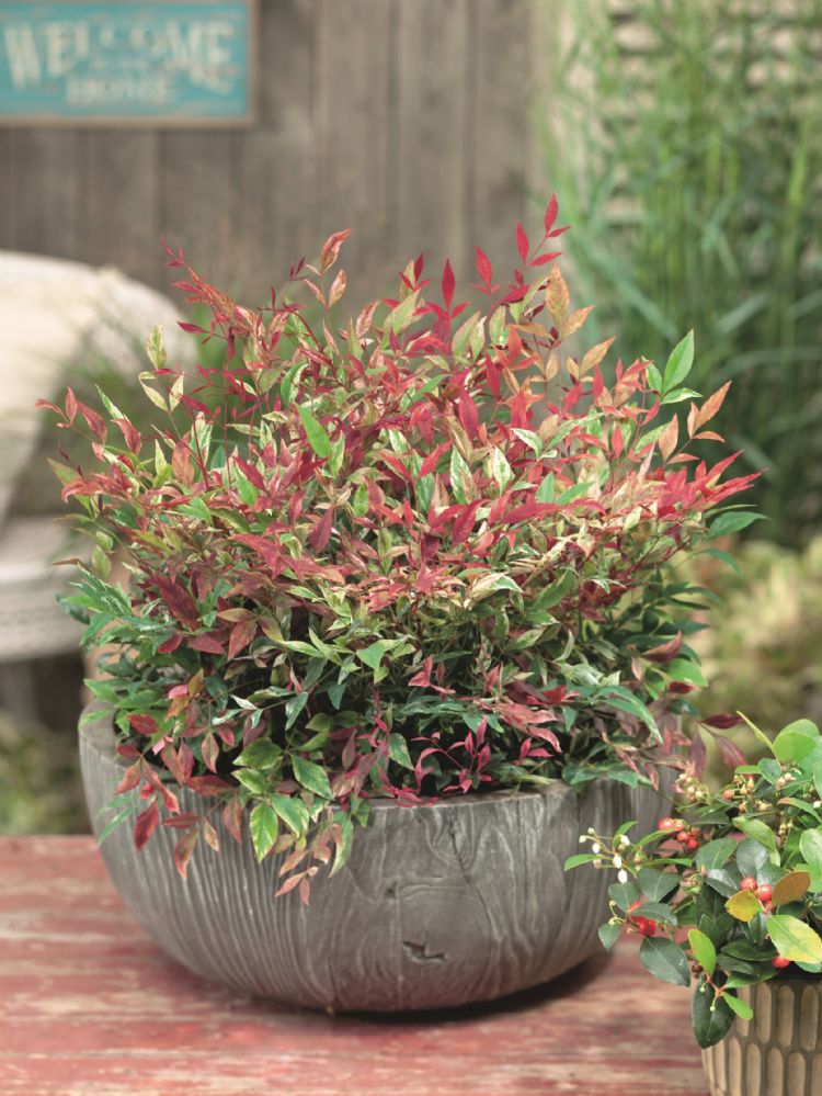 Nandina Red Light