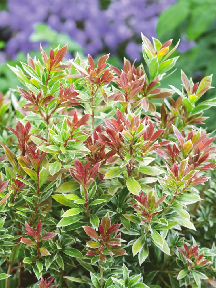 Pieris Little Goldy
